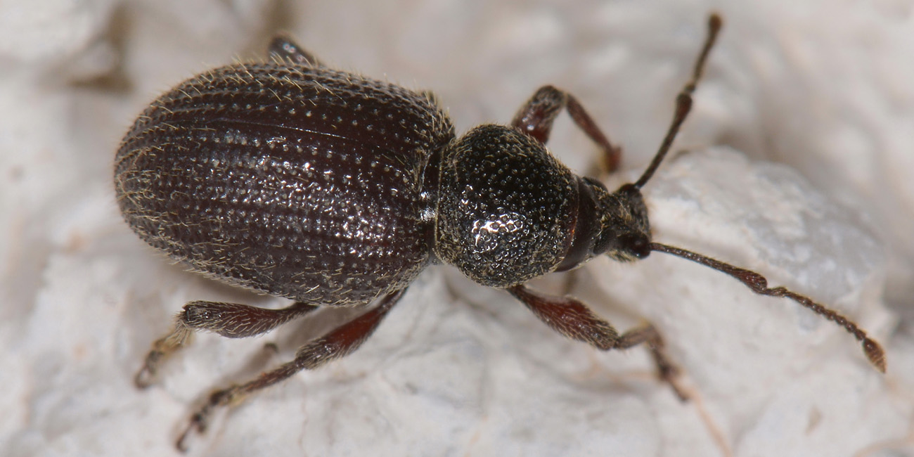 Curculionidae: Otiorhynchus indefinitus?  S !